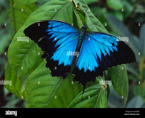 Papilio ulysses blue mountain butterfly Asia Stock Photo - Alamy