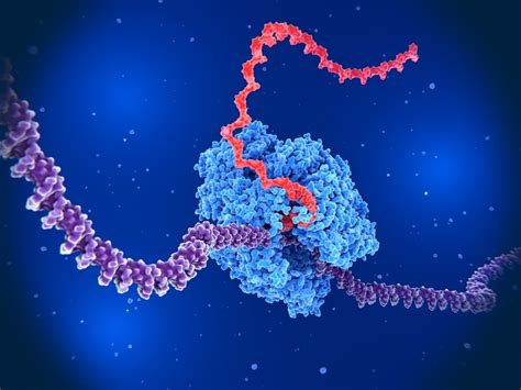 RNA Polymerase Structure 的图像结果