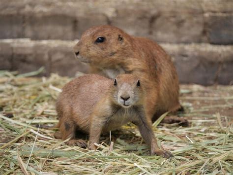Page 4 | Gopher mom Photos - Download Free High-Quality Pictures | Freepik