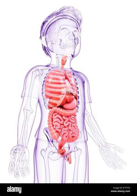 Computer Simulation Anatomy 的图像结果