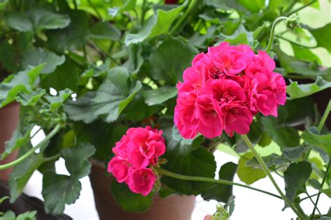 Geranium Plant Care