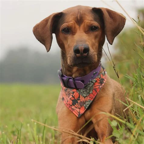 Doberman and Pitbull Mix: Puppies, Pictures & Temperament