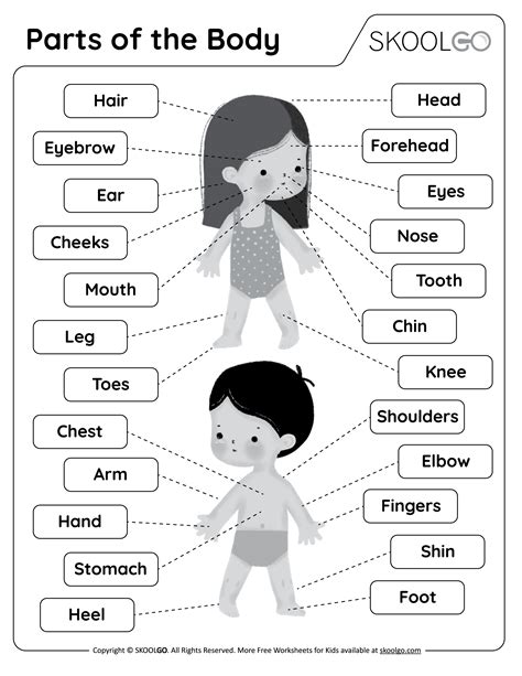 Body Parts Worksheets For Kindergarten Activities On Body Parts|