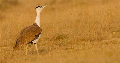 Bustard conservation: No agreement on underground power lines, ban on ...