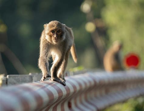 Data Structures Stack Animation 的图像结果