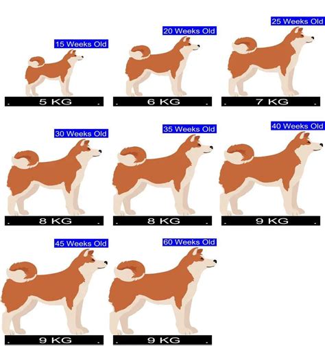 Decoding the Shiba Inu Price Chart: A Comprehensive Guide