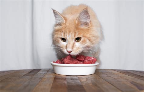 Can Cats Eat Raw Meat