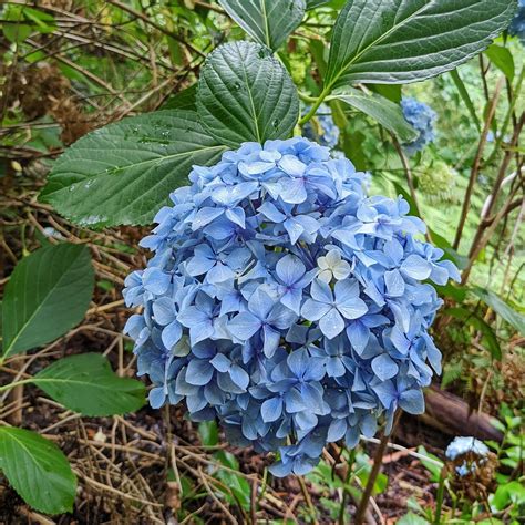 Big Leaf Hydrangea