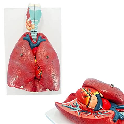 Buy Veipho Human Lung Model, Respiratory System Model with 51 Parts ...
