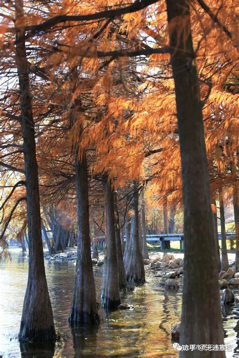 冬日洱海红水杉美出圈最新素材