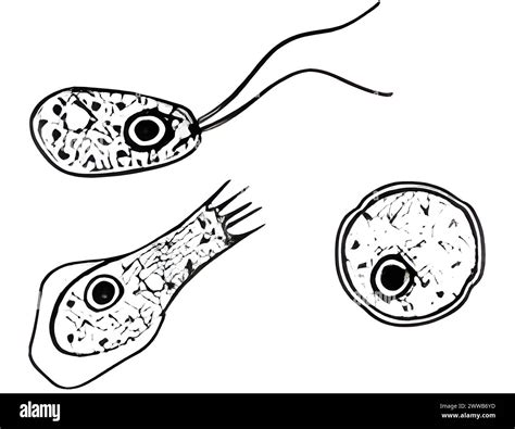Stages of ''Naegleria fowleri'', a member of the Percolozoa. Adapted from the CDC publication by ...