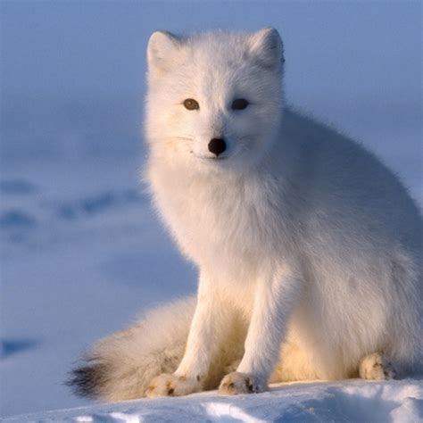 Cute Baby Snow Fox