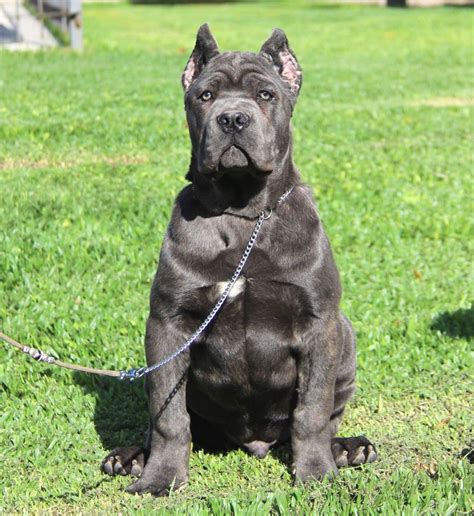 Italian Mastiff Cane Corso Grey