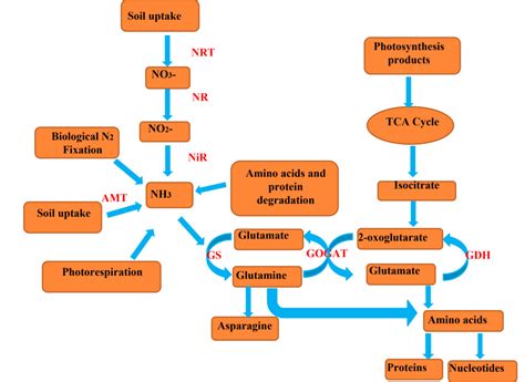 Role of Nitrogen in Crops - BioChemiThon BioChemiThon