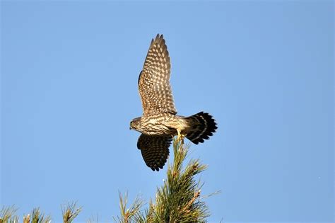 Image result for Merlin In-Flight