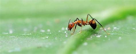 蚂蚁天敌是什么动物 - 致富热