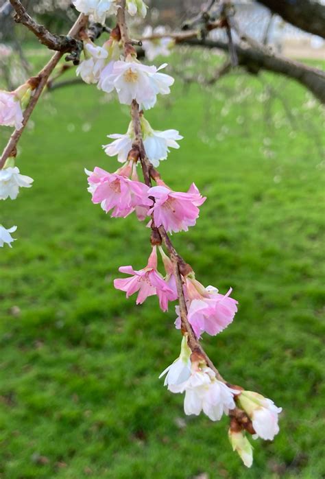 Prunus × subhirtella f. autumnalis — Friends of the Botanical Gardens ...