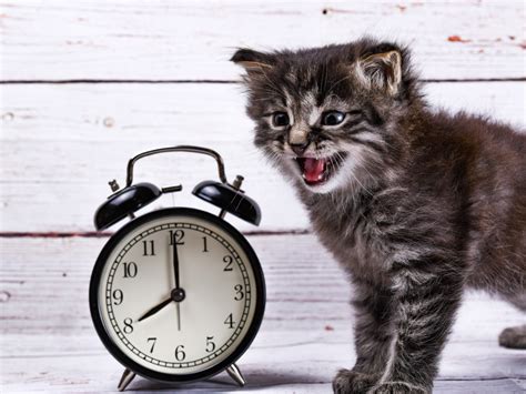 Participial Adjectives — task. International English Language, General ...