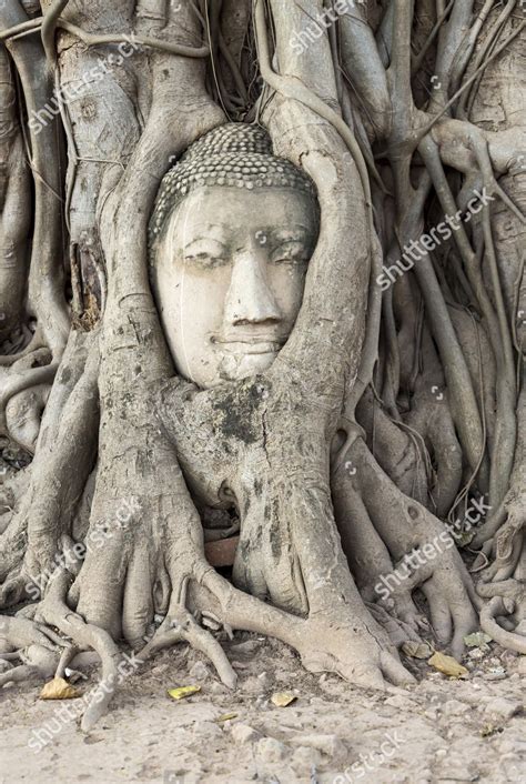 Buddha Tree 的图像结果