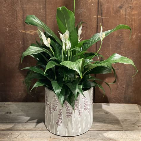 What Is The Best Pot For Peace Lily at Kevin Christensen blog