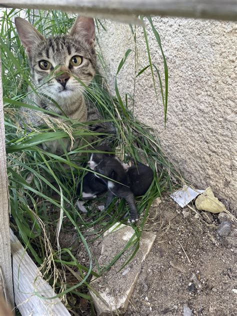 Stray mama cat showed me her 1.5 week old babies today : r/Awww