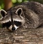 Image result for What Raccoons Eat in the Wild