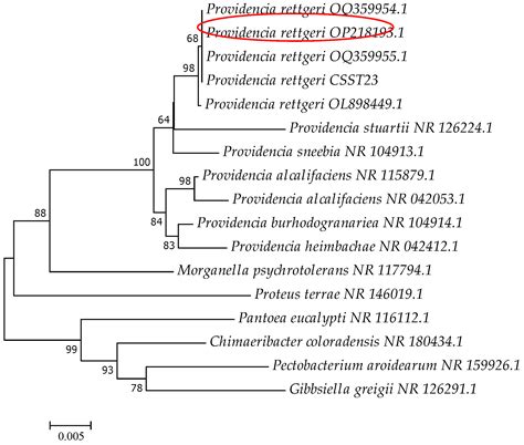 A Pathogenic Providencia rettgeri Isolated and Identified from ...