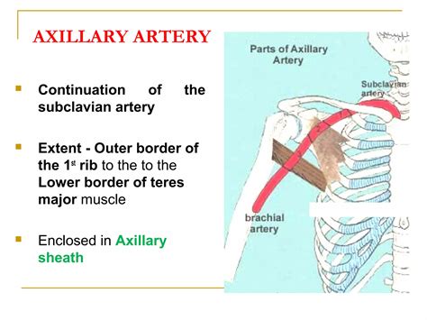 Axillary artery and axillary vein | PPT