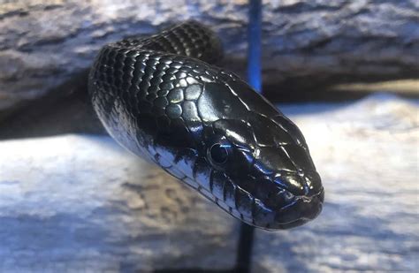 Nc Black Snake