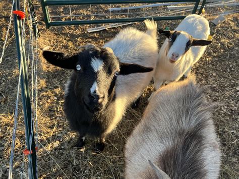 I used Letterkenny at the naming structure for my herd of Myotonic ...
