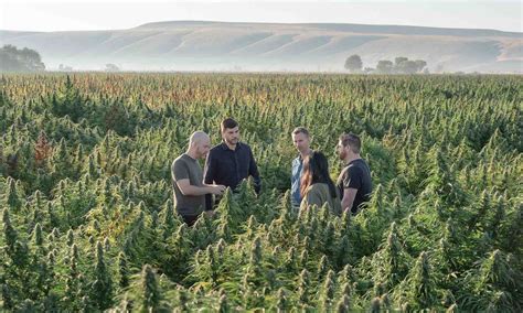 True Terpenes and Their Role in Cannabis Aromas | Cannabis Now