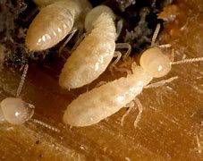 termites 的图像结果