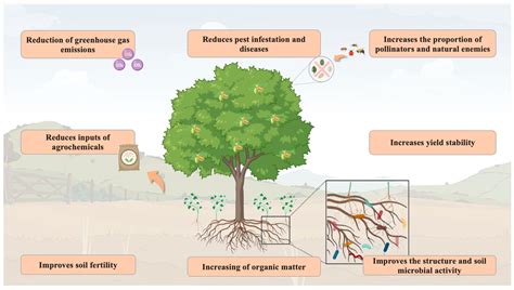 Intercropping Systems: An Opportunity for Environment Conservation within Nut Production