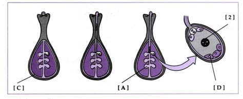 Observe the figure and answer the following questions. (i) Label and (D)
