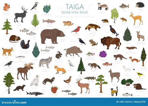 Taiga Biome, Boreal Snow Forest. Terrestrial Ecosystem World Map Stock ...