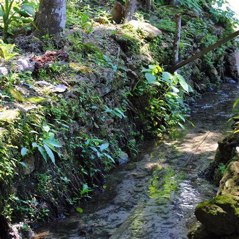 OLD ENCHANTED BALETE TREE (2024) All You Need to Know BEFORE You Go ...
