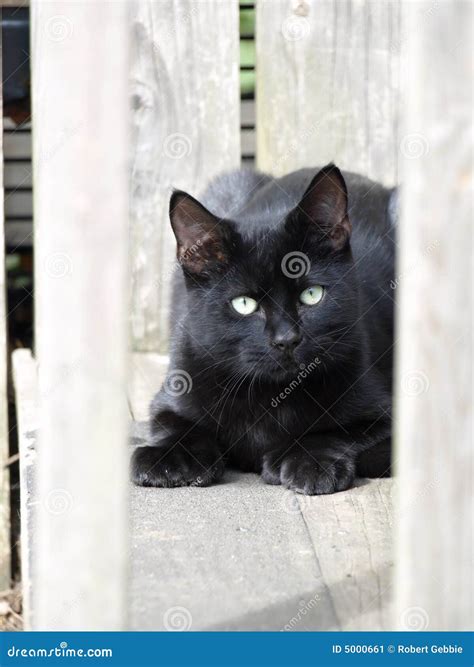 Black Cat on Stairs stock image. Image of animal, black - 5000661