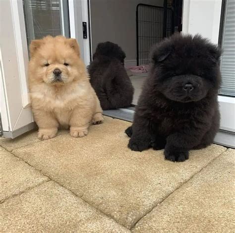 14 cute photos of chow chow puppies – Artofit