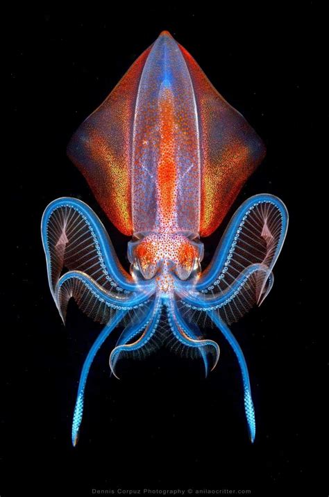 Pin by Mariah Weigert on Ocean | Cool sea creatures, Sea creatures art ...