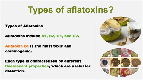 Aflatoxin B1: Understanding The World's Most Toxic Aflatoxin