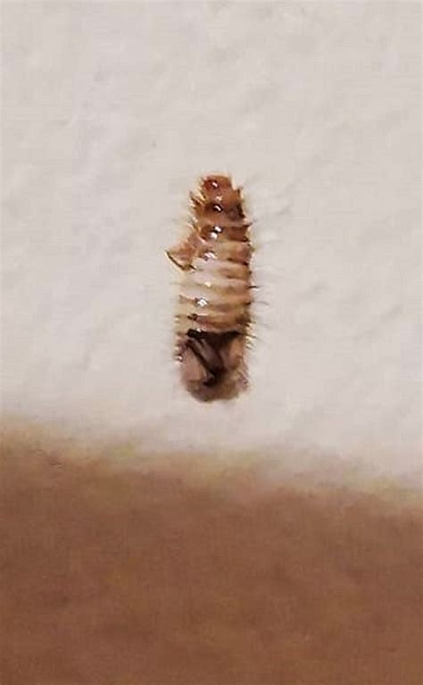 Larva of a carpet beetle - PEST CONTROL CANADA