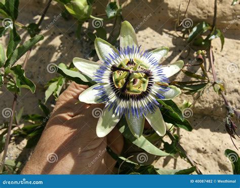 Blue Passionflower, Passiflora Caerulea Stock Photo - Image of deeply ...