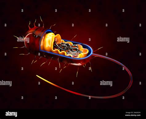 Bacterial Cell Structure 的图像结果