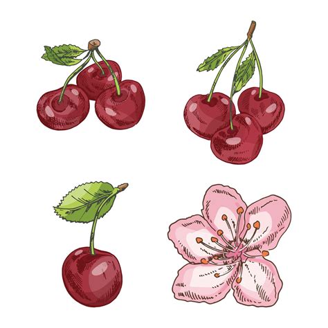 Hand drawn vintage sketch set of cherries and cherry blossom in pastel ...