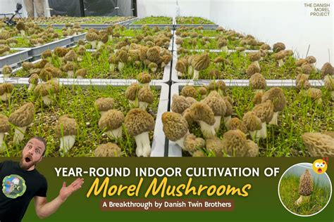 Cultivating Morel Mushrooms Indoors All Year Round