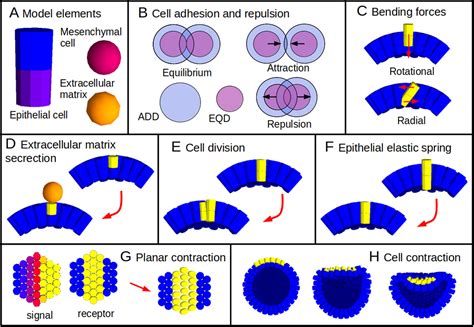 Morphospace Local Optima 的图像结果