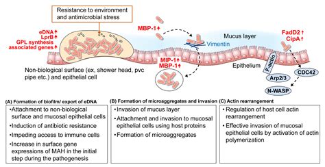 Genetic Involvement of Mycobacterium avium Complex in the Regulation and Manipulation of Innate ... - mac lung infection