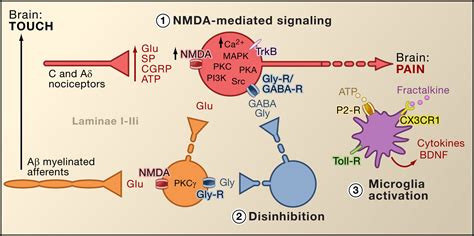 Cellular and Molecular Mechanisms of Pain: Cell