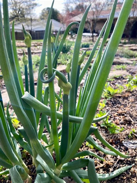 Egyptian Walking Onions | How to Grow | HGTV