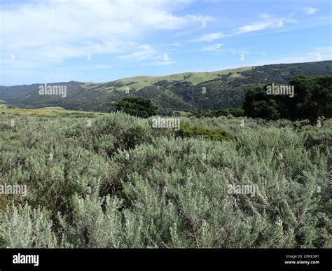 California sagebrush (Artemisia californica) Plantae Stock Photo - Alamy